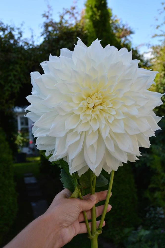 dahlia