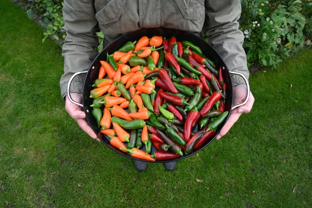 chili-oktober