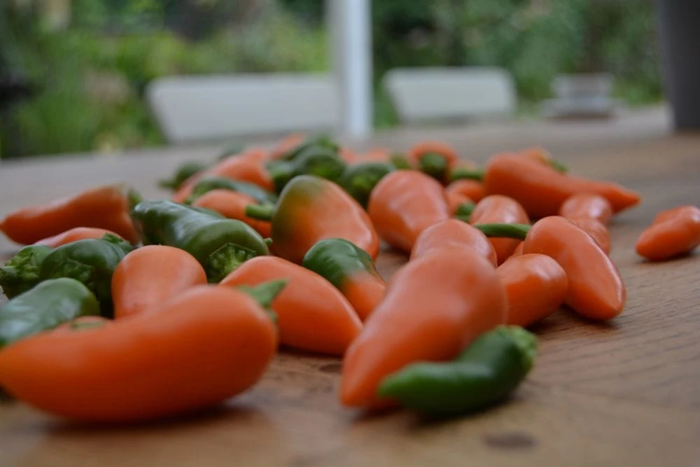 chili-oktober